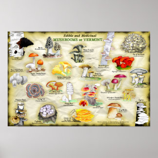 Poster 18x12 Pilze aus Vermont