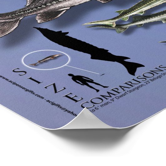POSTER - 18X24 - SHOWCASE of STURGEONS (Ecke)