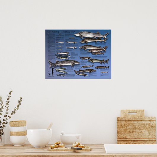POSTER - 18X24 - SHOWCASE of STURGEONS (Küche)