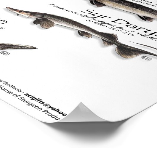 POSTER - 18X24 - STURGEON DER WELT (Ecke)