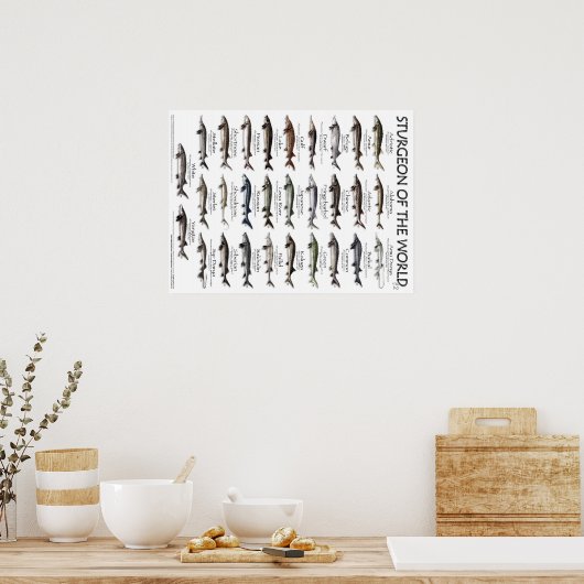 POSTER - 18X24 - STURGEON DER WELT (Küche)