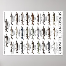 POSTER - 18X24 - STURGEON DER WELT