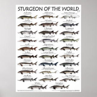 POSTER - 18X24 - STURGEON DER WELT - ERSTE JE