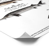 POSTER - 18X24 - STURGEON OF THE WORLD - Fisch (Ecke)