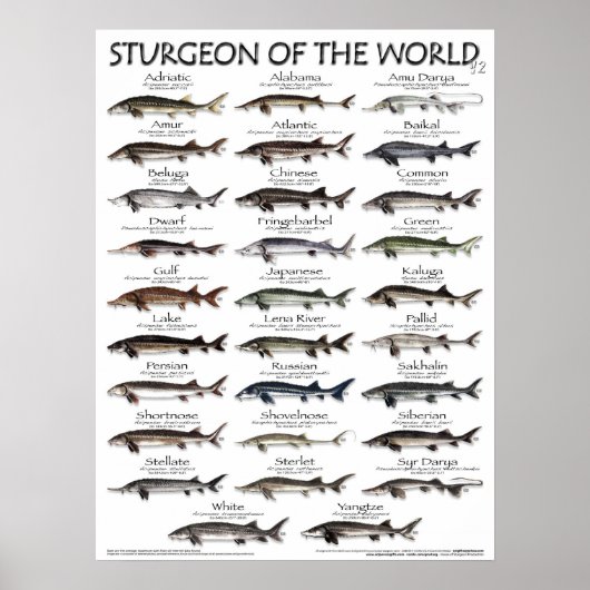POSTER - 18X24 - STURGEON OF THE WORLD - Fisch (Vorne)