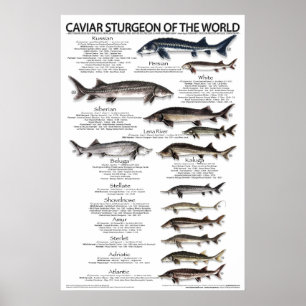 POSTER - 20x30 - KAVIAR STURGEON OF THE WORLD