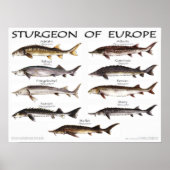 POSTER - 24x18 - STURGEON of EUROPE - (original) (Vorne)