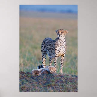 Poster - 24x36 Cheetah Mutter und Jungen