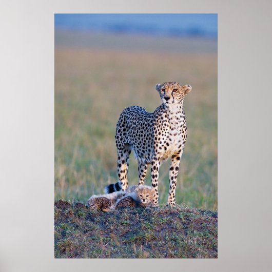 Poster - 24x36 Cheetah Mutter und Jungen (Vorne)