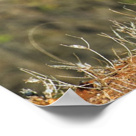 Poster - 36x24 Cheetah (Ecke)