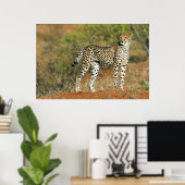 Poster - 36x24 Cheetah (Heimbüro)