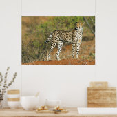 Poster - 36x24 Cheetah (Küche)