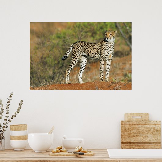 Poster - 36x24 Cheetah (Küche)