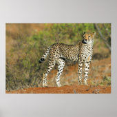 Poster - 36x24 Cheetah (Vorne)