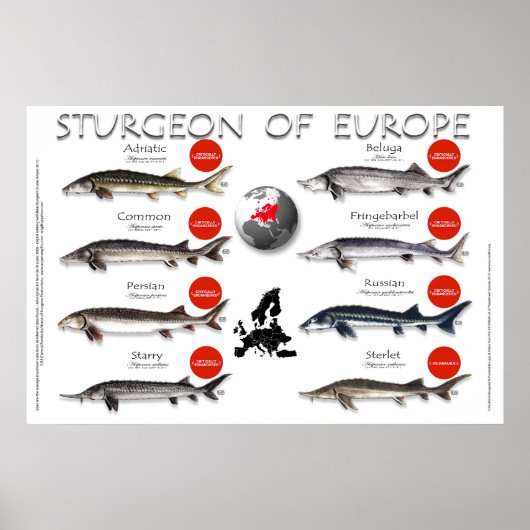 POSTER - 36x24 - STURGEON OF EUROPE (Vorne)