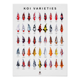 Poster 45 Arten von Koi