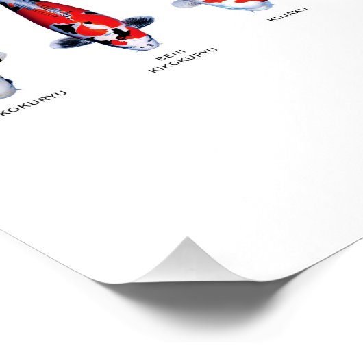 Poster 45 Koi-Typen (Ecke)