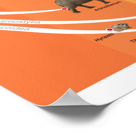 Poster A2 Evolution der Paenungulata (Ecke)