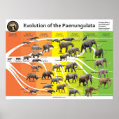 Poster A2 Evolution der Paenungulata (Vorne)