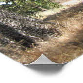 Poster: Abandoned House on 46 W in Paso Robles Poster (Ecke)