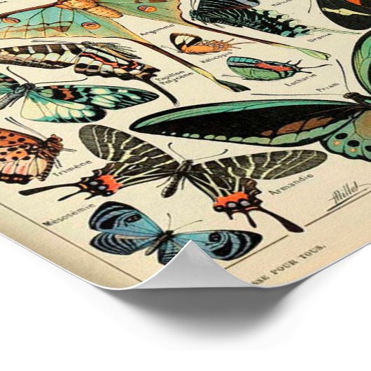 Poster - Adolphe Millot Papillons Schmetterlinge (Ecke)