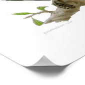 Poster - Afrikanisches Grau (Ecke)