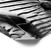 Poster - afrikanisches Zebra-Poster (Ecke)
