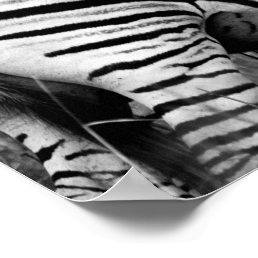 Poster - afrikanisches Zebra-Poster (Ecke)