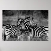 Poster - afrikanisches Zebra-Poster (Vorne)