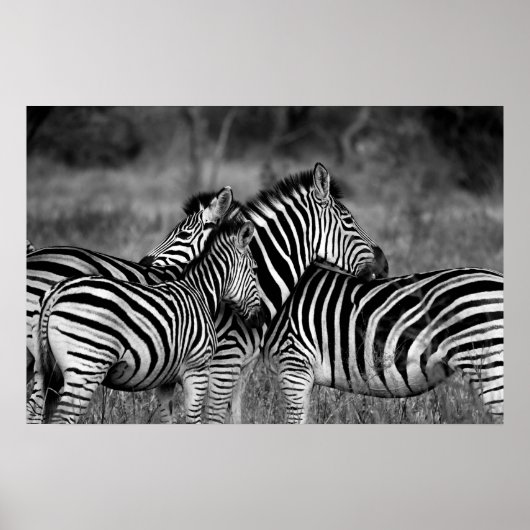 Poster - afrikanisches Zebra-Poster (Vorne)