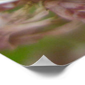 Poster Ailanthus Webworm Moth (Atteva punctella) (Ecke)