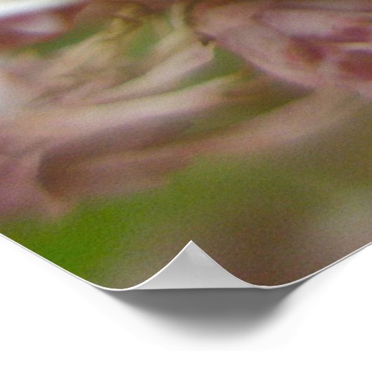 Poster Ailanthus Webworm Moth (Atteva punctella) (Ecke)