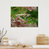 Poster Ailanthus Webworm Moth (Atteva punctella) (Küche)