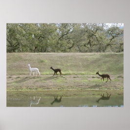 Poster - Alpacas auf dem Hügel