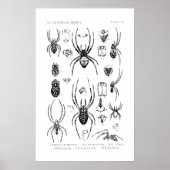 Poster - American Spiders (Vorne)