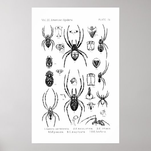 Poster - American Spiders (Vorne)