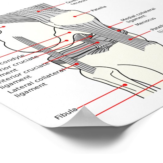 Poster Anatomisches Diagramm (Ecke)