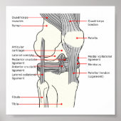 Poster Anatomisches Diagramm (Vorne)