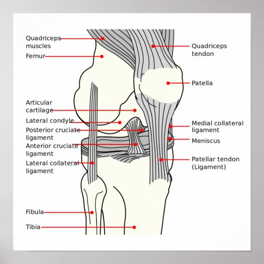 Poster Anatomisches Diagramm (Vorne)