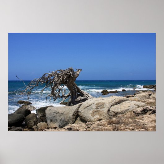 Poster-Aruba Poster (Vorne)