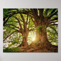 poster Arvore da Vida