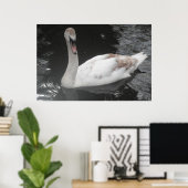 Poster Baby Swan Schwimmen (Heimbüro)