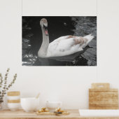 Poster Baby Swan Schwimmen (Küche)