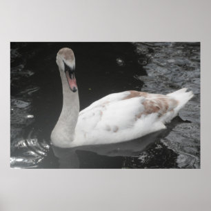 Poster Baby Swan Schwimmen