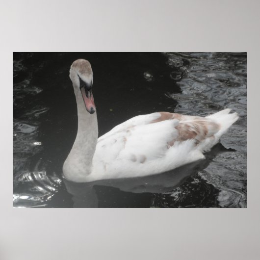 Poster Baby Swan Schwimmen (Vorne)
