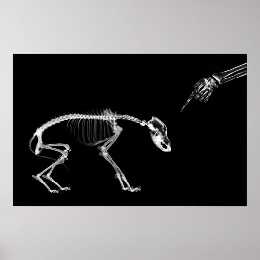Poster - Bad Dog Xray Skeleton Schwarz-weiß (Vorne)