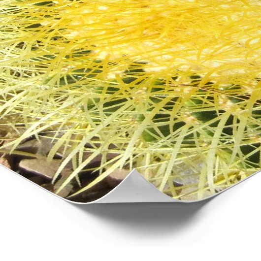 Poster — Barrel Cacti (Ecke)