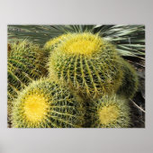 Poster — Barrel Cacti (Vorne)
