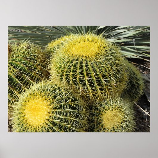 Poster — Barrel Cacti (Vorne)