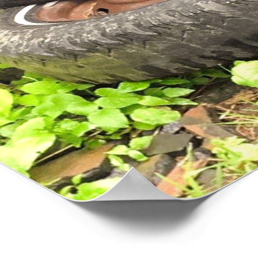 Poster - Black Barn Cat (Ecke)